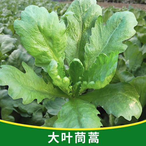 种子四季盆栽青菜大叶茼蒿