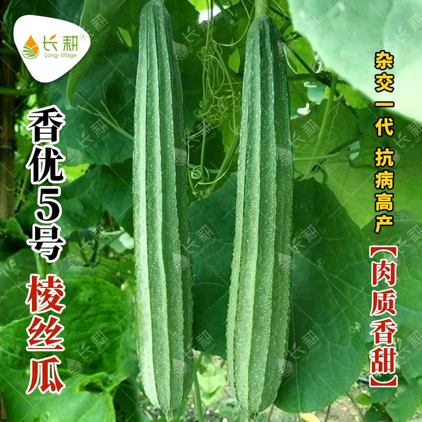 香优5号棱丝瓜种子花点丝瓜秧苗种籽春秋四季阳台盆栽四季青瓜孑