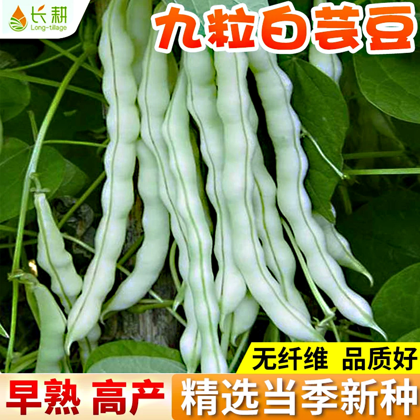 白不老摘不败豆角种子九粒白芸豆种籽四季豆阳台蔬菜老来少豆种孑