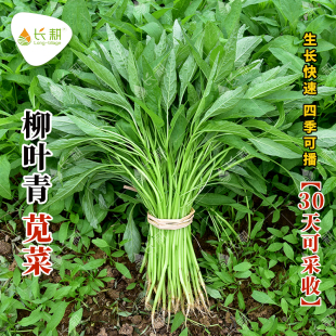 柳叶青苋菜种子四季 高产细叶苋菜种孑易种植春秋农家青菜种籽大全