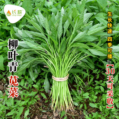 柳叶青苋菜种子细叶苋菜