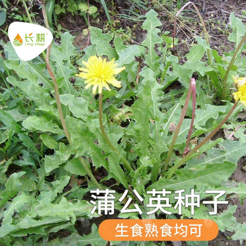 高产高收 易种易活 抗病性强
