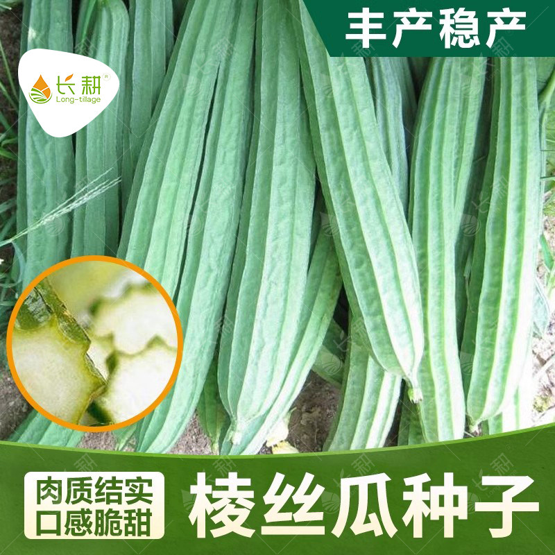 丝瓜种子水丝瓜八棱瓜八角丝瓜种籽高产春夏四季阳台农家院蔬菜孑