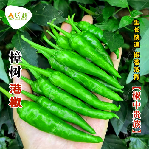正宗樟树港椒种子薄皮辣椒种籽春秋四季余干椒湖南青椒下饭蔬菜孑