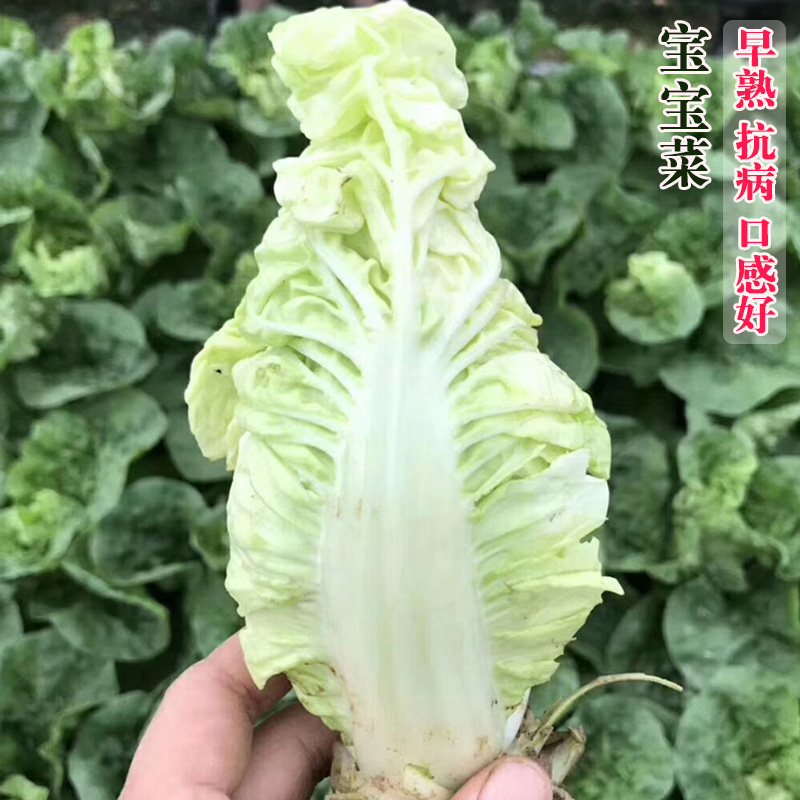 宝宝菜种子早熟甜嫩耐热快菜娃娃菜春季四季结球小白菜种籽银丝王