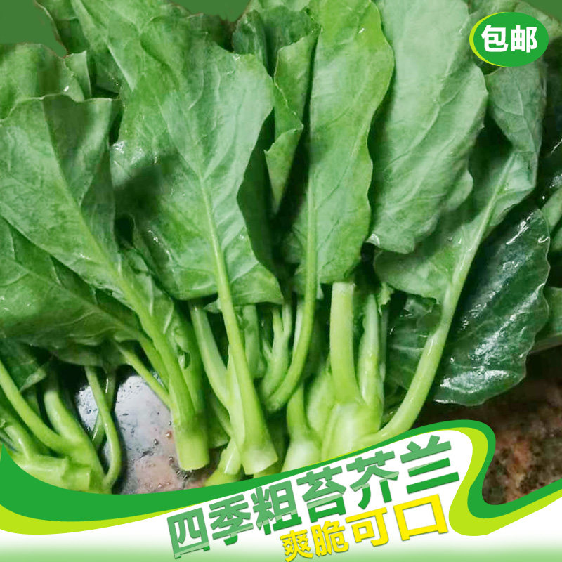 芥兰菜种籽子芥蓝秋四季蔬菜种子甜芥兰种孑阳台家种大田盖菜种籽