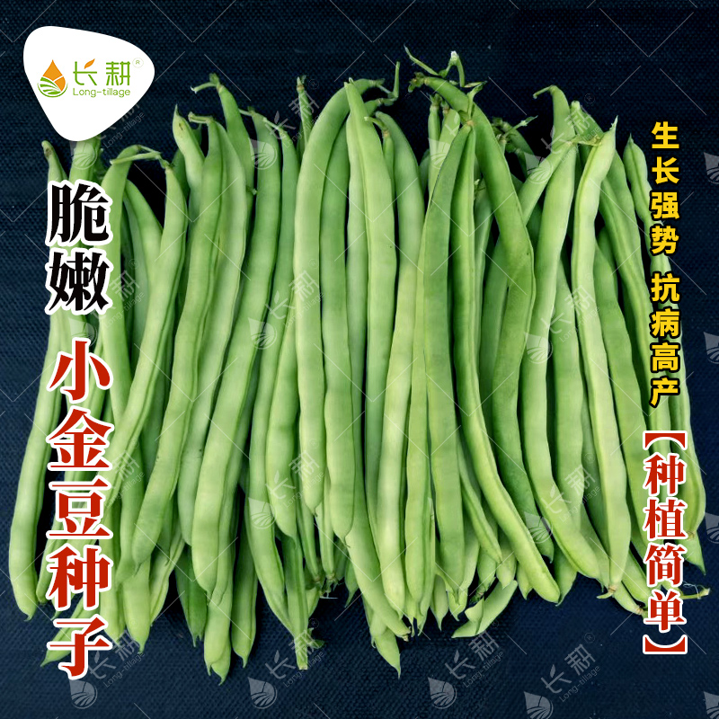 小金豆种子四季豆种孑