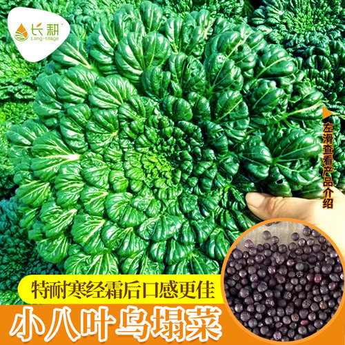 小八叶乌塌菜种孑黑叶高产四季播