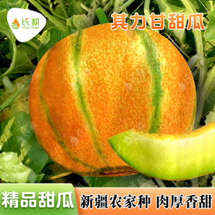其里甘老汉瓜种子新疆超甜哈密瓜种籽春秋仅适用西北特色水果种孑