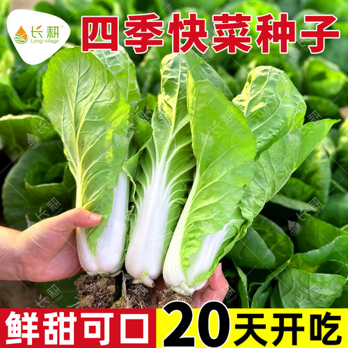 四季奶油快菜种子小白菜种孑菜种籽青菜速生快菜种籽蔬菜籽种大全