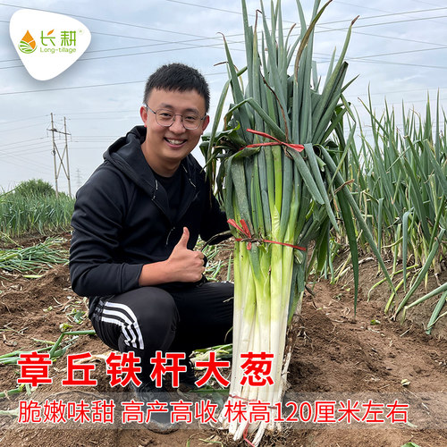 正宗山东章丘高产特大甜大葱种籽