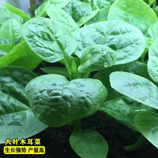 大叶木耳菜种子苗落葵小青菜耐高温高湿春夏四季 阳台盆栽蔬菜籽孑