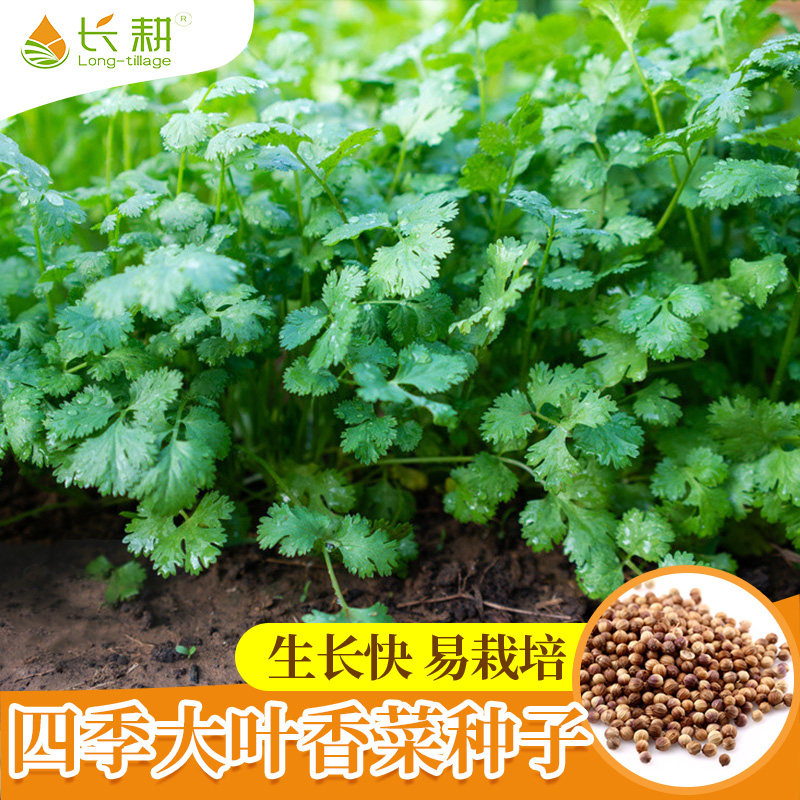 山东香菜种籽速生芫荽种子四季
