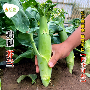 甜脆鸡腿芥蓝种子耐热广东粗条芥兰种籽春四季大芥兰盆栽蔬菜种孑