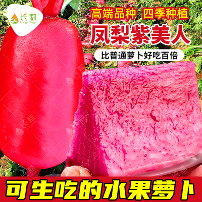 凤梨水果萝卜种子红心红皮萝卜种籽四季播阳台心里美盆栽蔬菜种孑