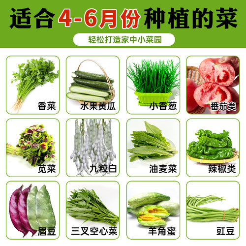 适合夏季种的菜种籽蔬菜大全阳台四季种子葱香菜菠菜生菜荠菜种孑