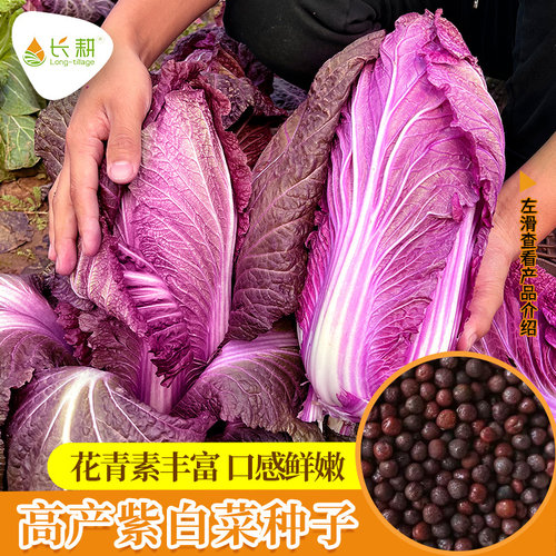 韩国紫白菜种孑高产春秋四季播