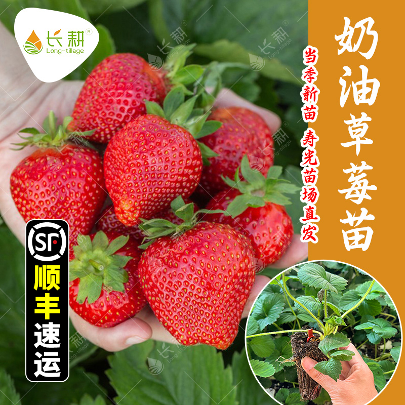 易种易活 四季种植 抗病高产