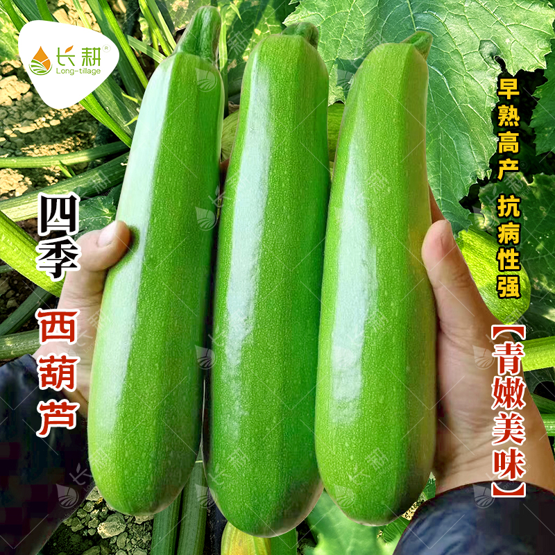 青嫩西葫芦种子种苗高产春夏秋四季香蕉茭瓜种籽大田水果蔬菜种孑