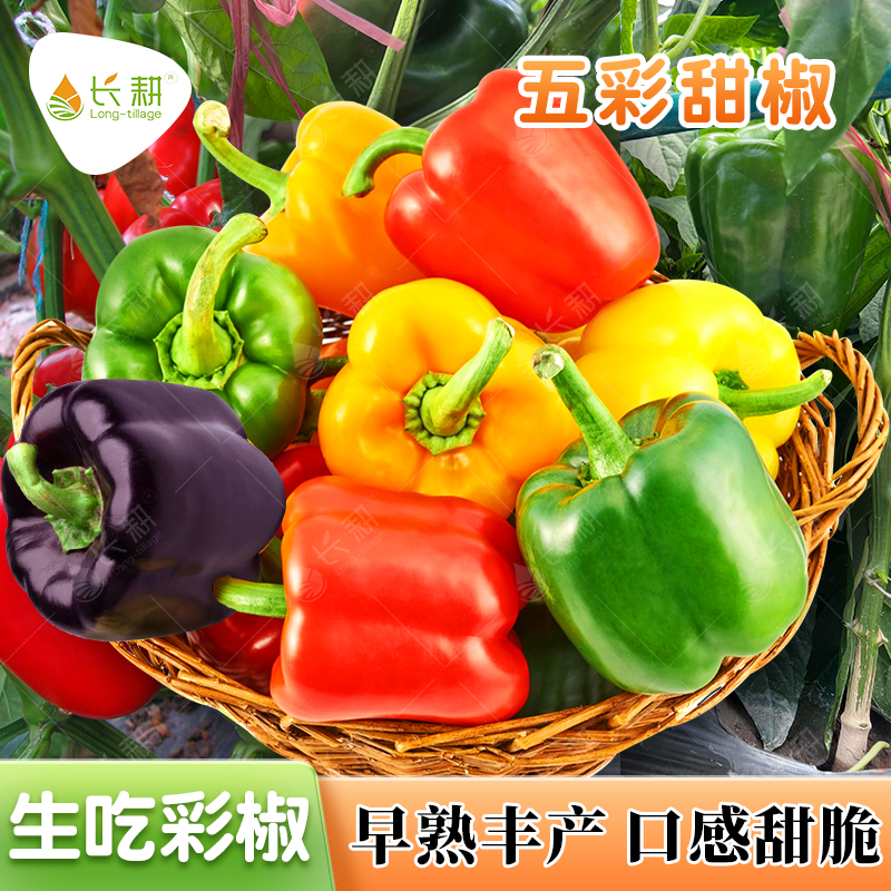 五彩甜椒種子青椒種子紅椒黃高產(chǎn)甜椒種籽四季辣椒春南方蔬菜種孑