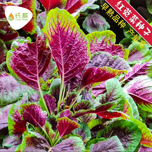 红苋菜种子春四季汉菜蔬菜种籽