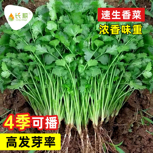 四季老香菜籽种耐热小叶香菜种苗