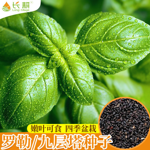 蔬菜食用四季盆栽阳台柠檬罗勒