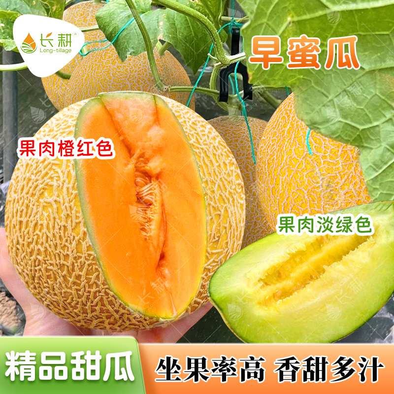 早熟新疆哈密瓜种籽长耕春秋超甜