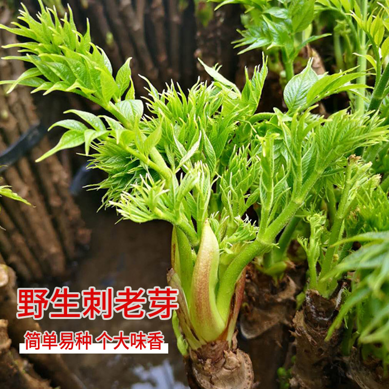 东北菜山野生香椿嫩芽春四季种籽