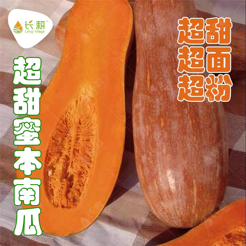 蜜本南瓜种籽香甜粉糯超大板栗味黄南瓜种子春秋季蔬菜大全南瓜孑
