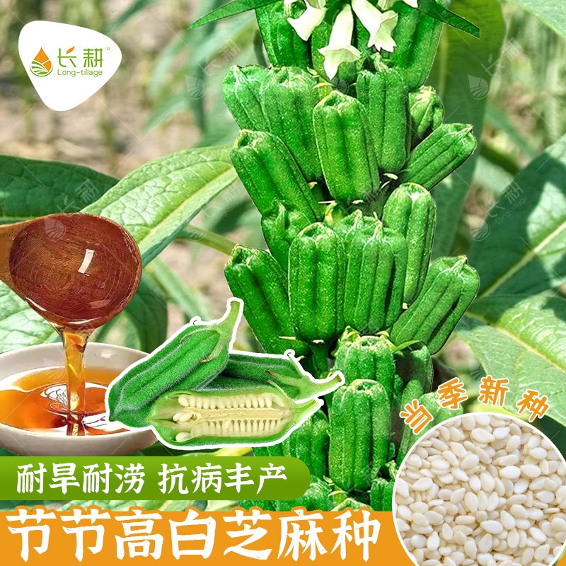 高产白芝麻种子出油率高早熟芝麻种籽春秋四季阳台节节高芝麻种孑图片