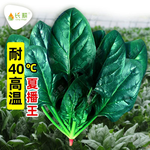 特耐热夏播王菠菜种子高产大叶红根菠菜种籽抗热耐抽苔蔬菜孑大全