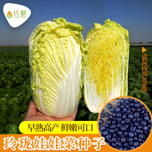 娃娃菜种子四季小白菜蔬菜籽