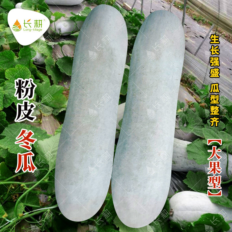 粉皮大冬瓜种籽特大巨型星粉白皮冬瓜种子农家四季春夏秋蔬菜种孑