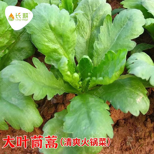 大叶茼蒿种子菜苗四季耐寒阳台