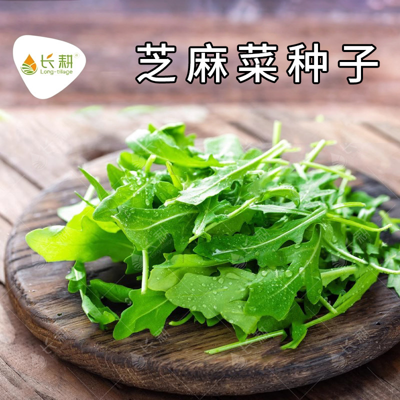 长耕小叶芝麻菜种子小叶臭菜图片