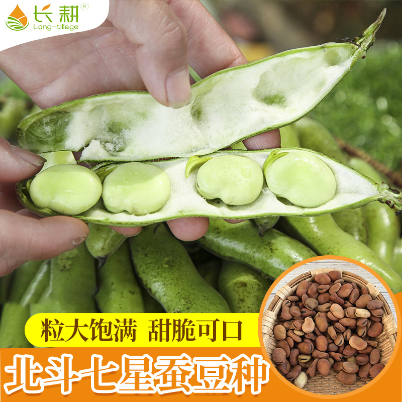 特大秋冬季早熟蚕豆种子