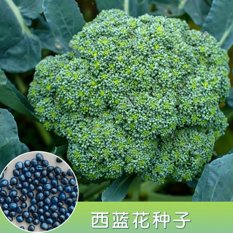 进口西兰花种子耐寒优秀炎秀曼陀绿秋种籽春四季阳台盆栽花菜种孑