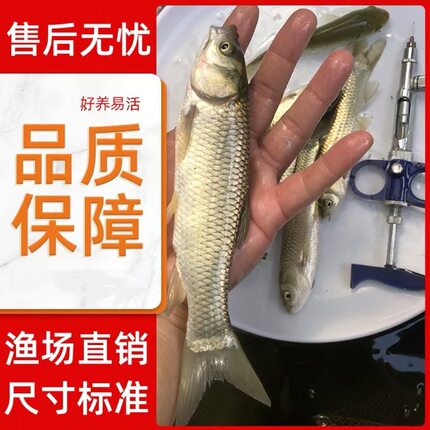草鱼苗活体淡水鱼苗渔场直供特大草鱼包邮包活生态养殖草鱼鱼苗