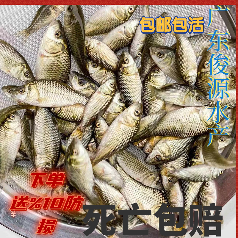 鲤鱼鱼苗特大稻花鱼稻田鲤建鲤裸鲤鱼苗红尾鲤鱼鱼苗