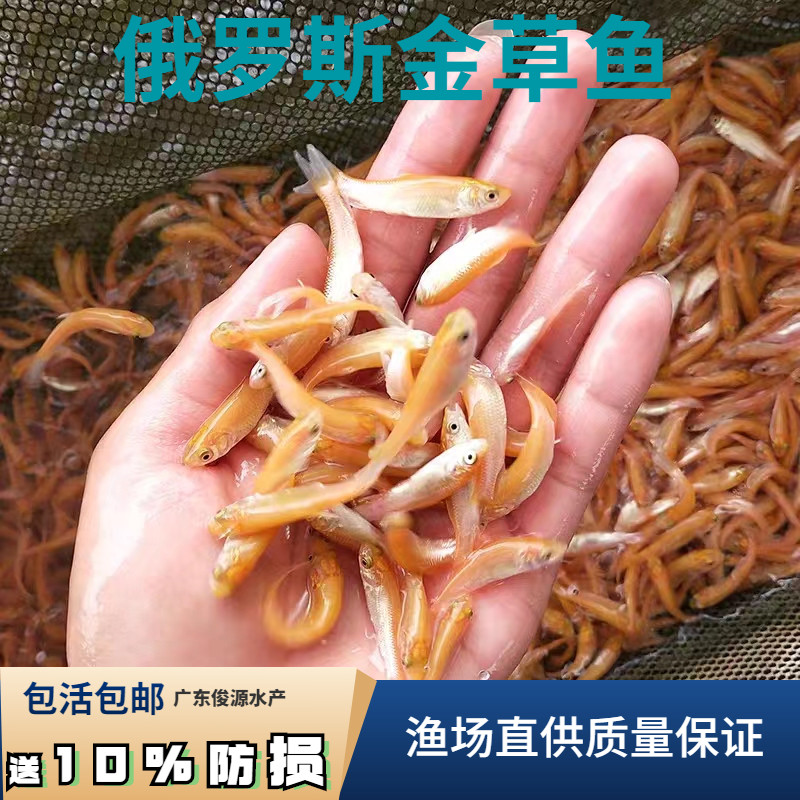 俄罗斯金草鱼金色草鱼金丝皖鱼苗红草鱼苗金丝草鱼苗