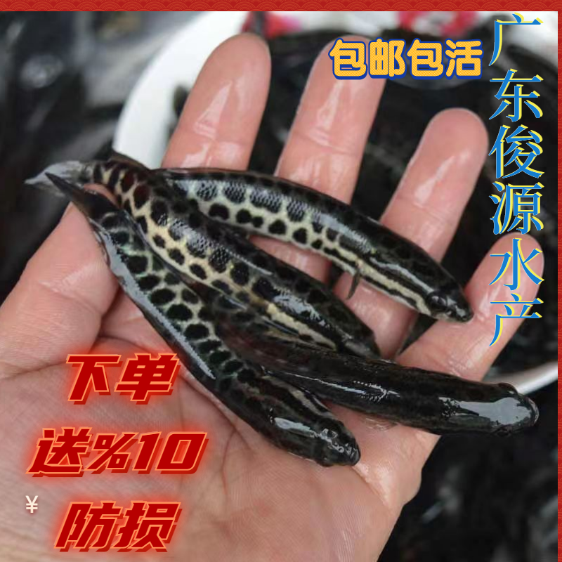 黑鱼苗乌鱼苗淡水养殖