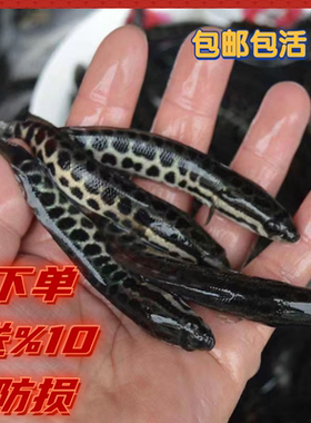 黑鱼苗乌鱼苗淡水养殖