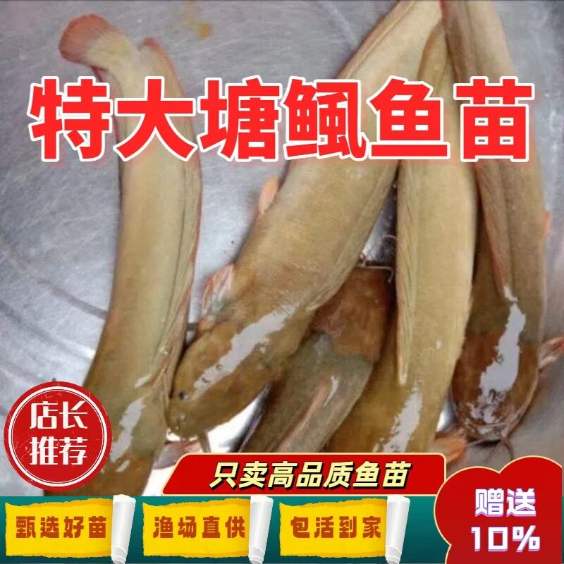 渔场直供塘鲺鱼苗活体包活到家