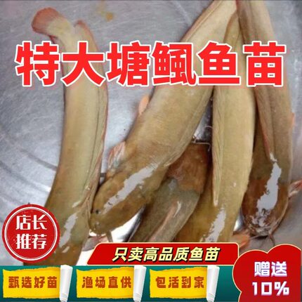 塘鲺鱼苗活体淡水皇妃包活到家渔场直供高品质三黄塘鲺本地塘鲺