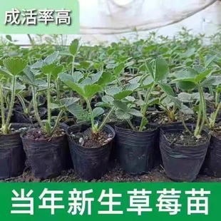 四季脱毒红颜 奶油草莓苗盆栽批发新品种南北方种植