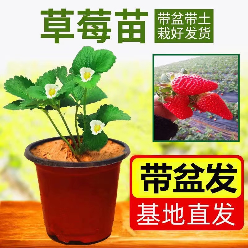 【原盆原土】草莓苗四季盆栽食用奶油果树苗种植南北方当年结果