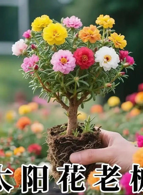 重瓣太阳花苗宿根老桩带根带花苞盆栽室内外好养花卉四季绿植开花