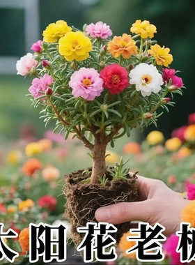 重瓣太阳花苗宿根老桩带根带花苞盆栽室内外好养花卉四季绿植开花