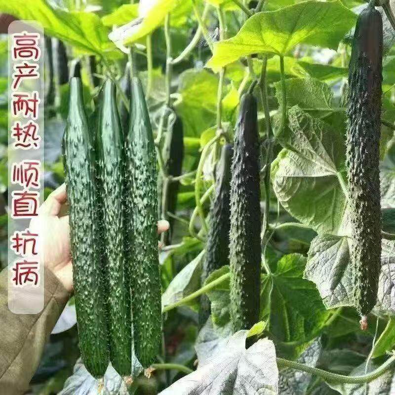 黄瓜苗穴盘秧苗水果黄瓜带土发货密刺黄瓜早熟高产抗病旱黄瓜阳台